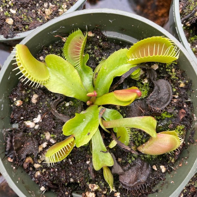 Venus fly trap