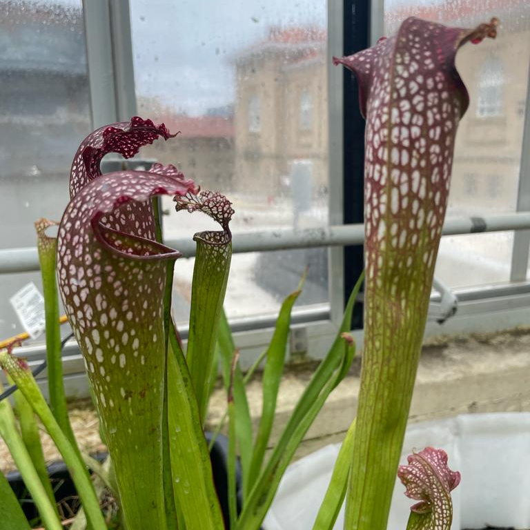 Pitcher plant