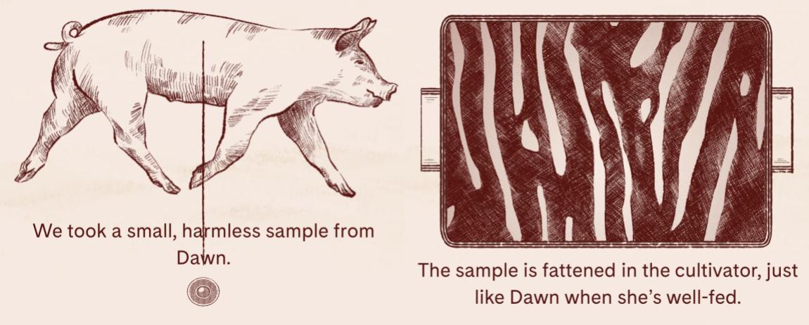 How a sample is taken from a living pig and grown into fat
