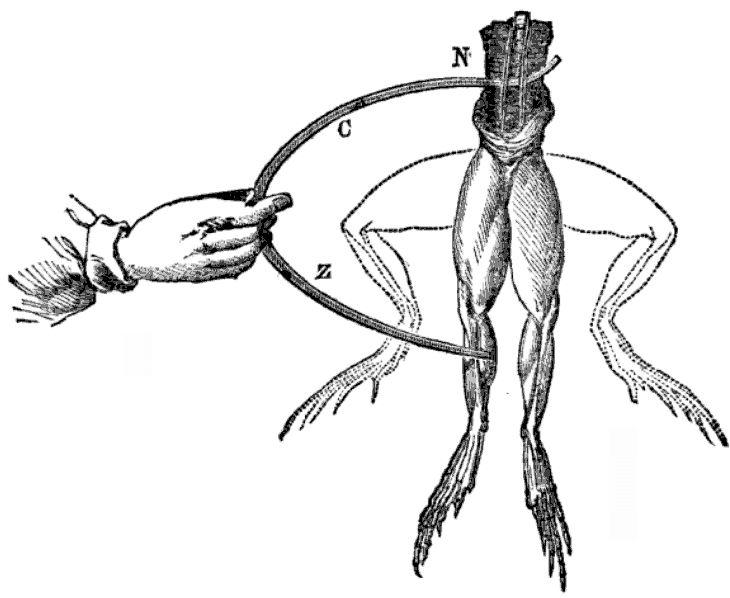 Electroshocking frog legs