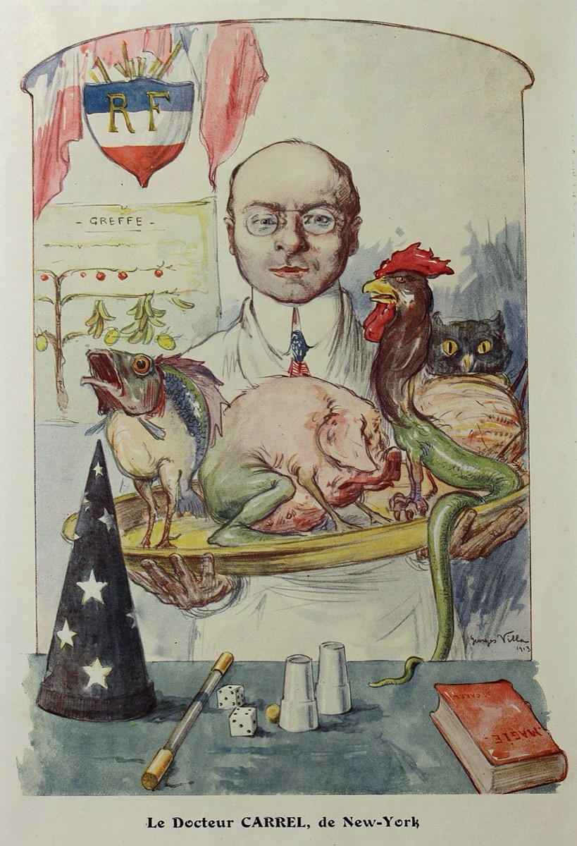 Caricature of a surgeon carrying chimeric animals on a platter