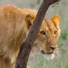 Thumbnail of lions